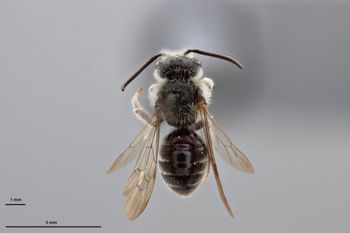 Media type: image;   Entomology 774179 Aspect: habitus dorsal view
